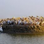 Musique Sénégalaise : 5 classiques des années 70