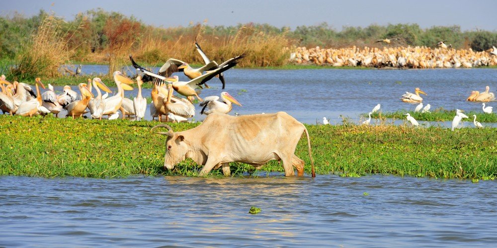 Le Parc National de la Langue de Barbarie