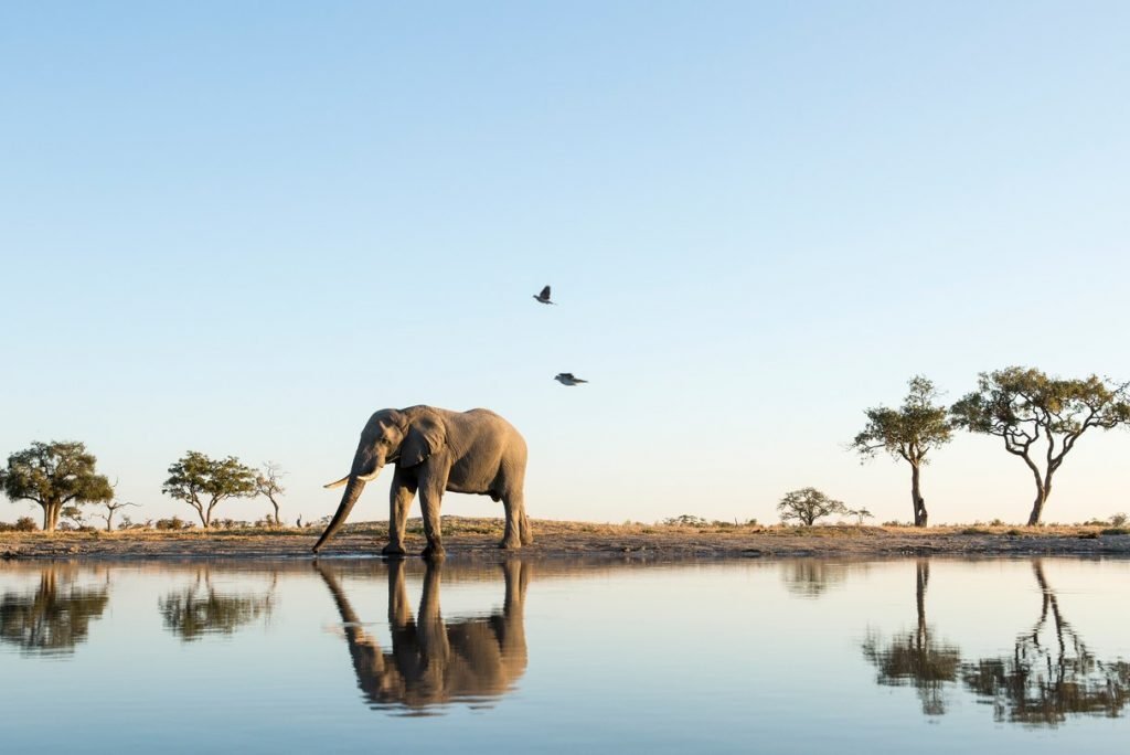 Le Sénégal piste ses éléphants